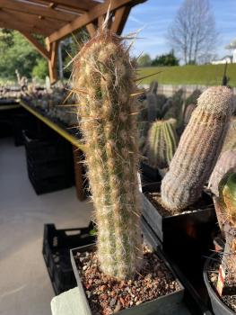 Oreocereus celsianus braun